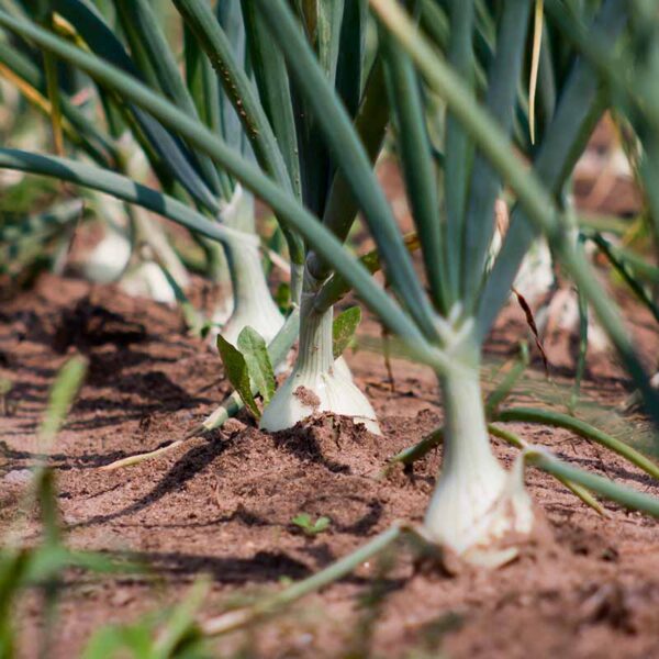 Spring Onions